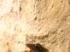 2011040701141318_k-Zoo 080.jpg